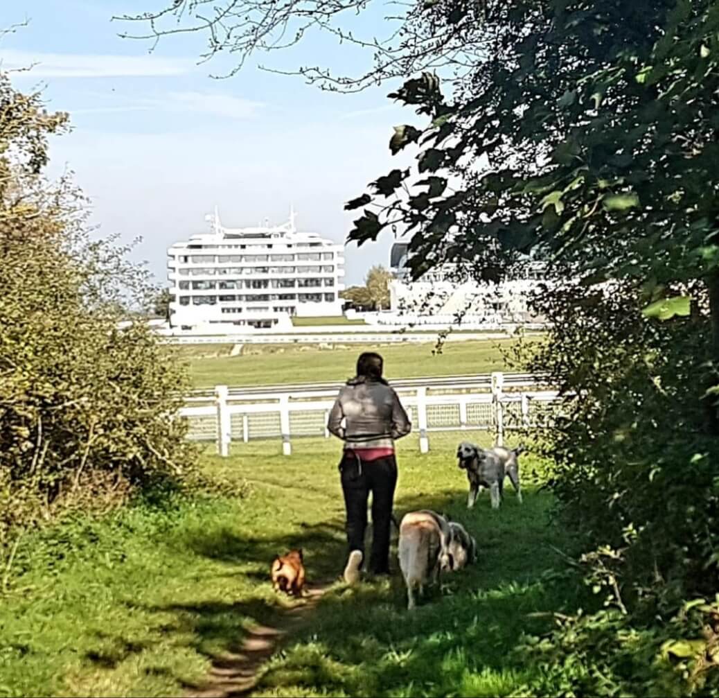 Dog walker Banstead, Epsom ., Headley, Kingswood, Langley